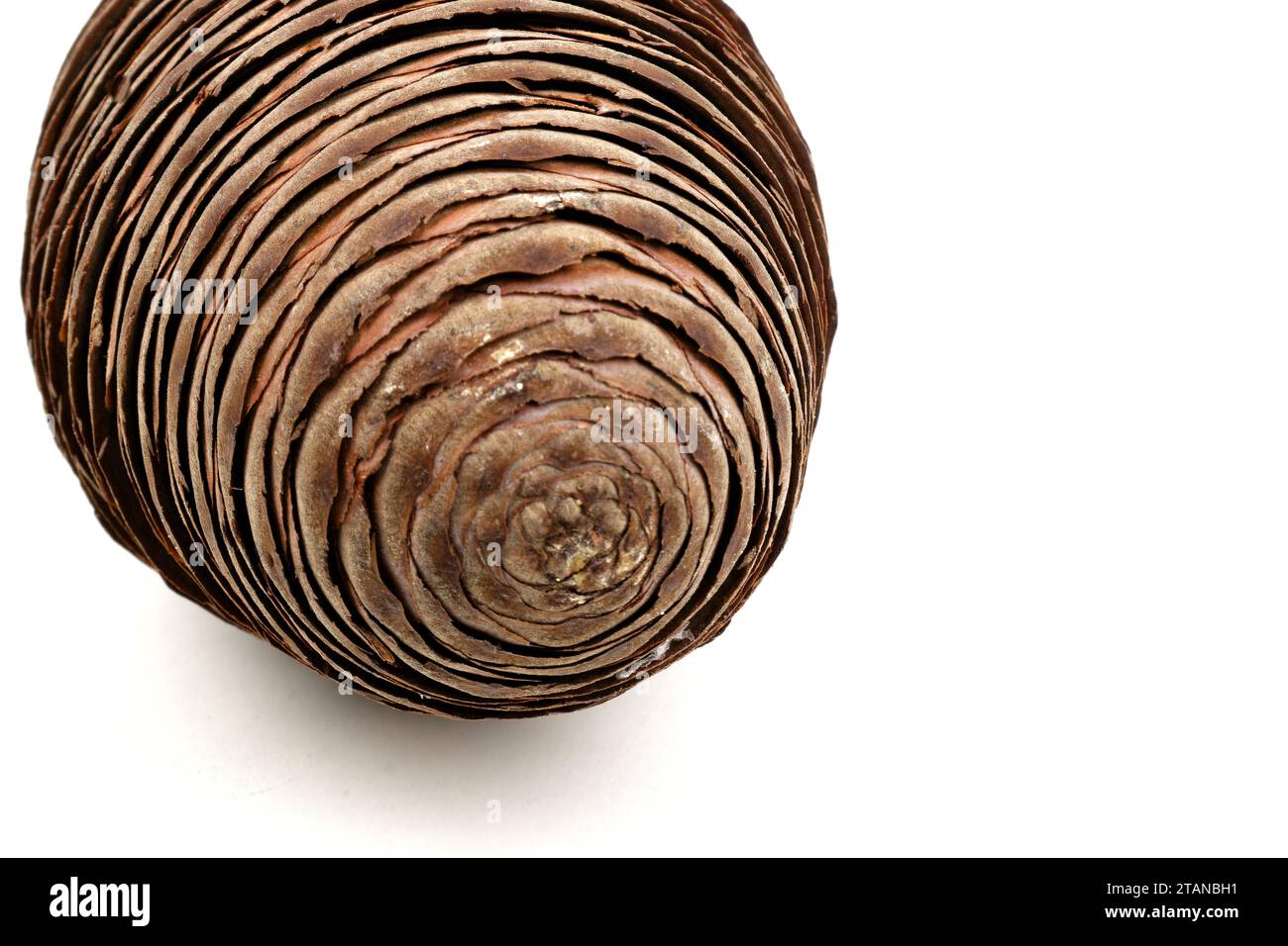 Nahaufnahme der Blätter eines Pinecone mit fibonacci-Spiralen isoliert auf weiß Stockfoto