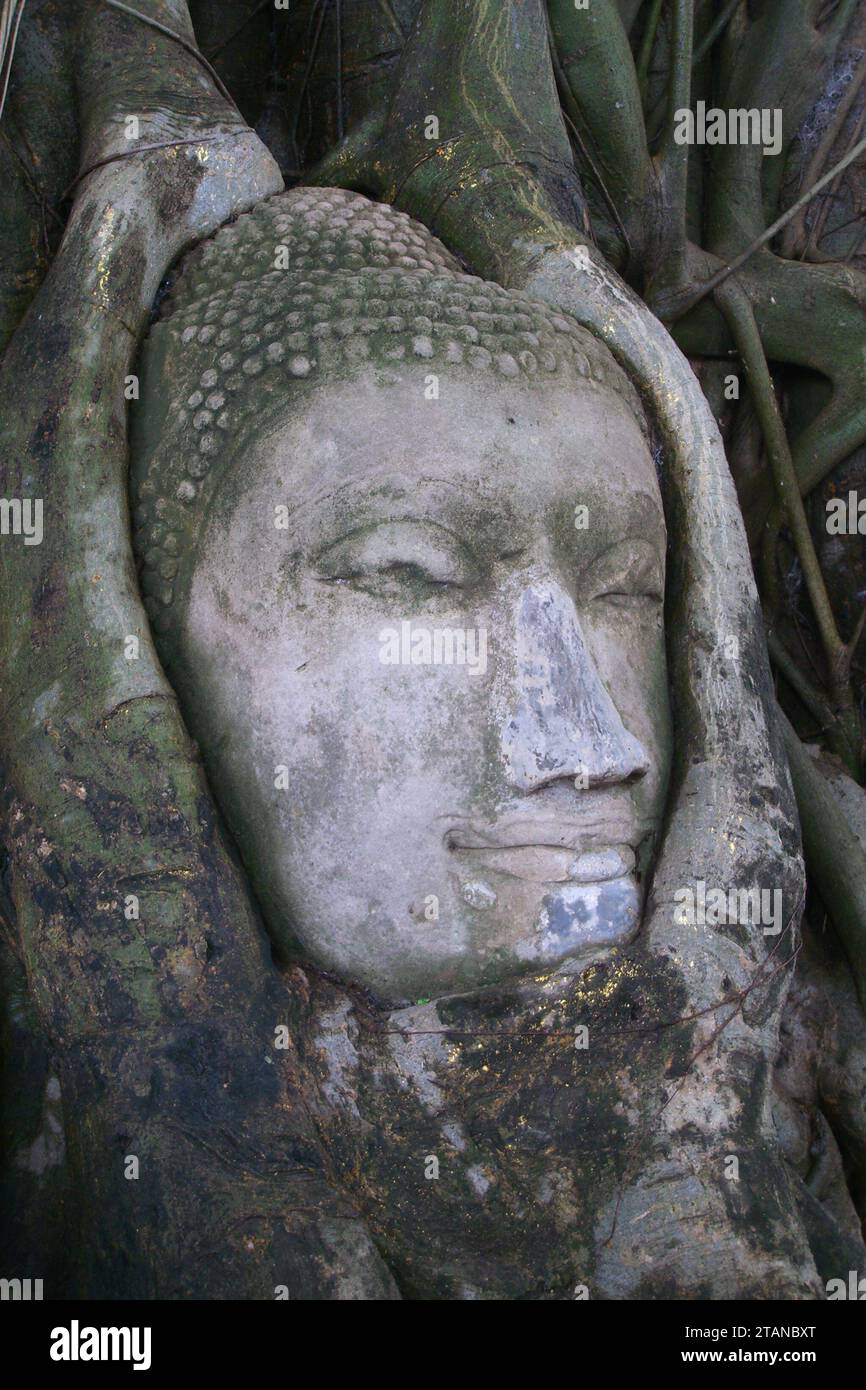 Nahaufnahme eines Buddhas Kopf, der in Banyan-Baumwurzeln verschlungen ist, im Wat Phra Mahathat in Ayuthaya Stockfoto
