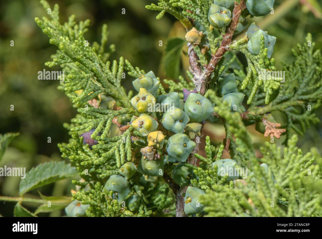 Der spanische wacholder, Juniperus thurifera, wächst in den westlichen französischen Alpen in Saint Crépin. Kegel mit Innengewinde. Stockfoto