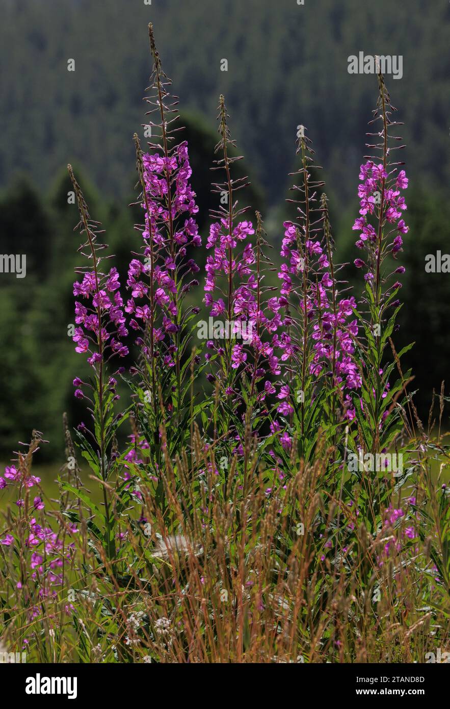 Kumpel von Rosebay Weidenkraut, Chamerion angustifolium, in den Seealpen. Stockfoto