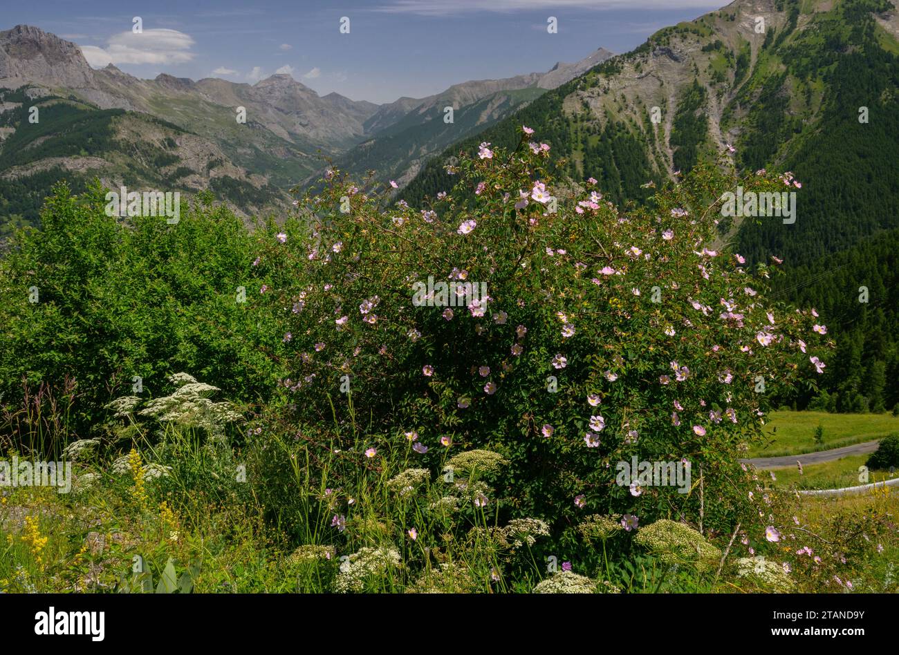 Bergrose, Rosa montana, blühend in den Seealpen. Stockfoto