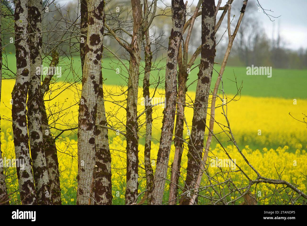 Sonnenblumenfelder im Südwesten Frankreichs. Stockfoto