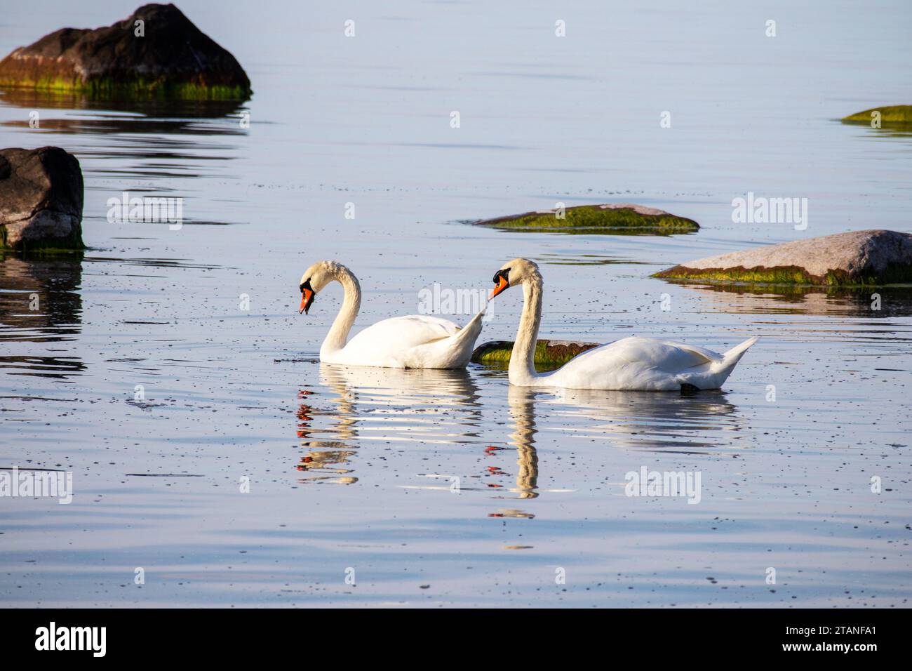Zwei weiße Schwäne im Meer zwischen einem felsigen Strand Stockfoto