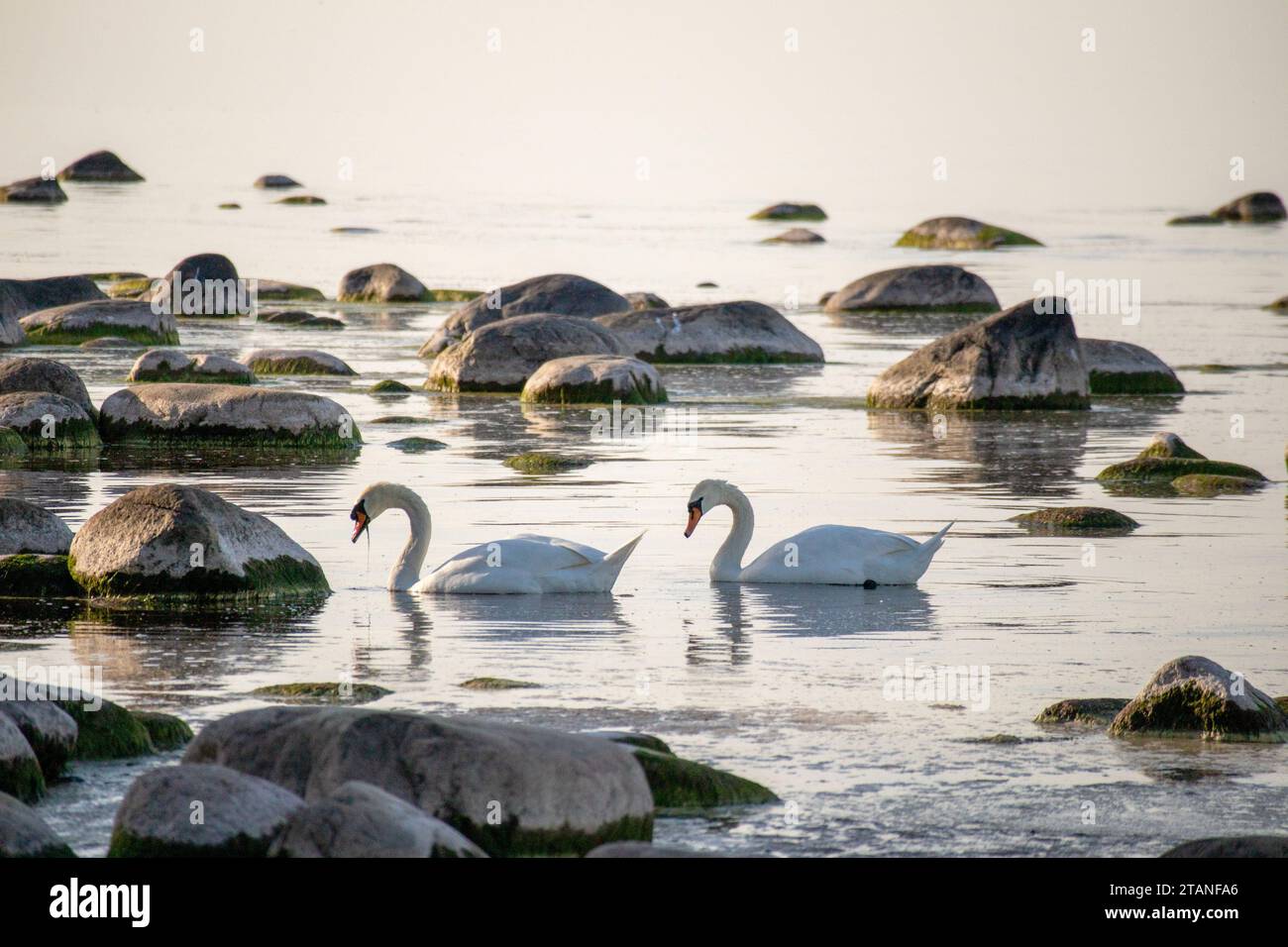 Zwei weiße Schwäne im Meer zwischen einem felsigen Strand Stockfoto