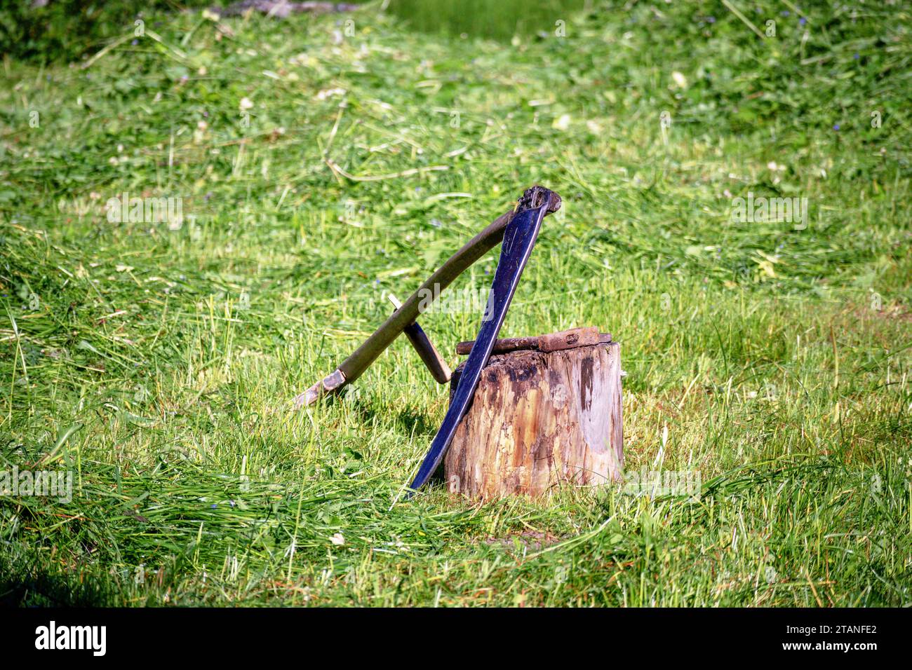 Eine Sense, die sich gegen einen Baumstamm lehnt, mit geschnittenem grünem Gras im Hintergrund Stockfoto