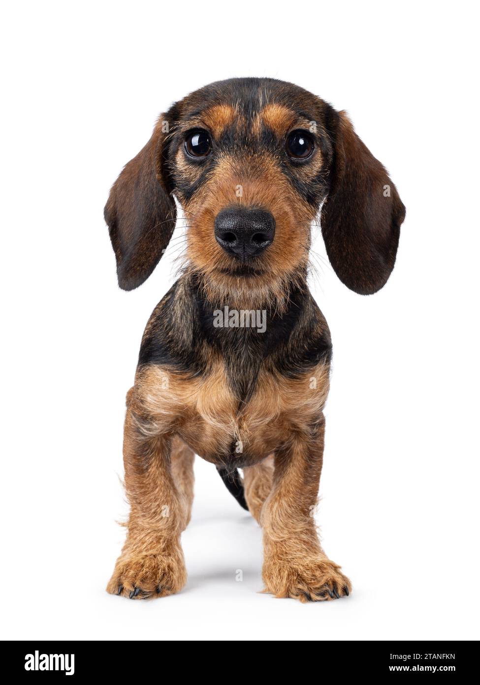 Niedlicher brauner teckel-Hund, der nach vorne gerichtet steht. Mit großen unschuldigen Augen in die Kamera blicken. Isoliert auf weißem Hintergrund. Stockfoto