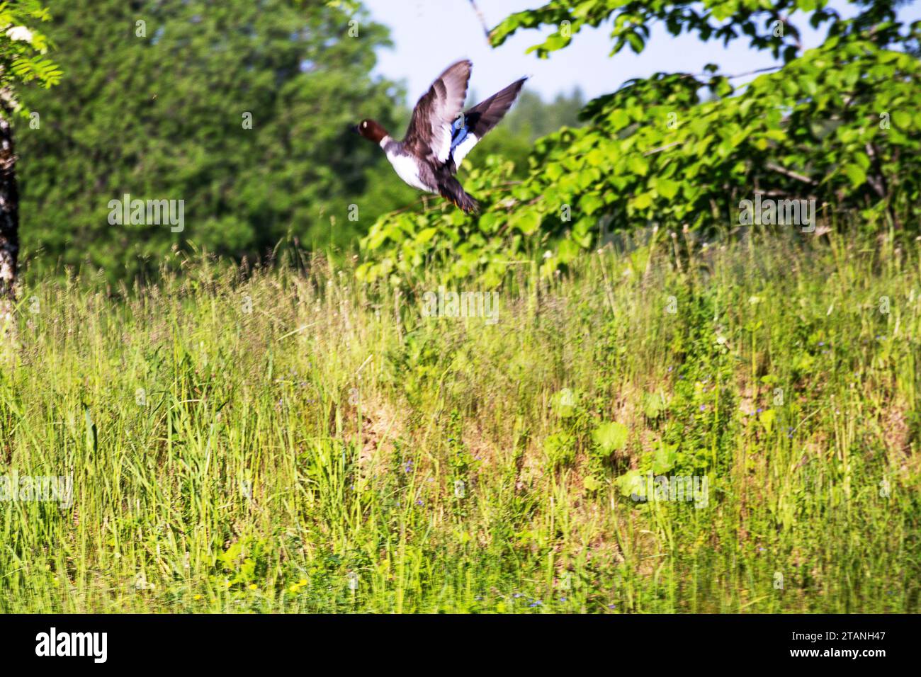 Ein Vogel fliegt vor einem grünen Hintergrund von Bäumen Stockfoto