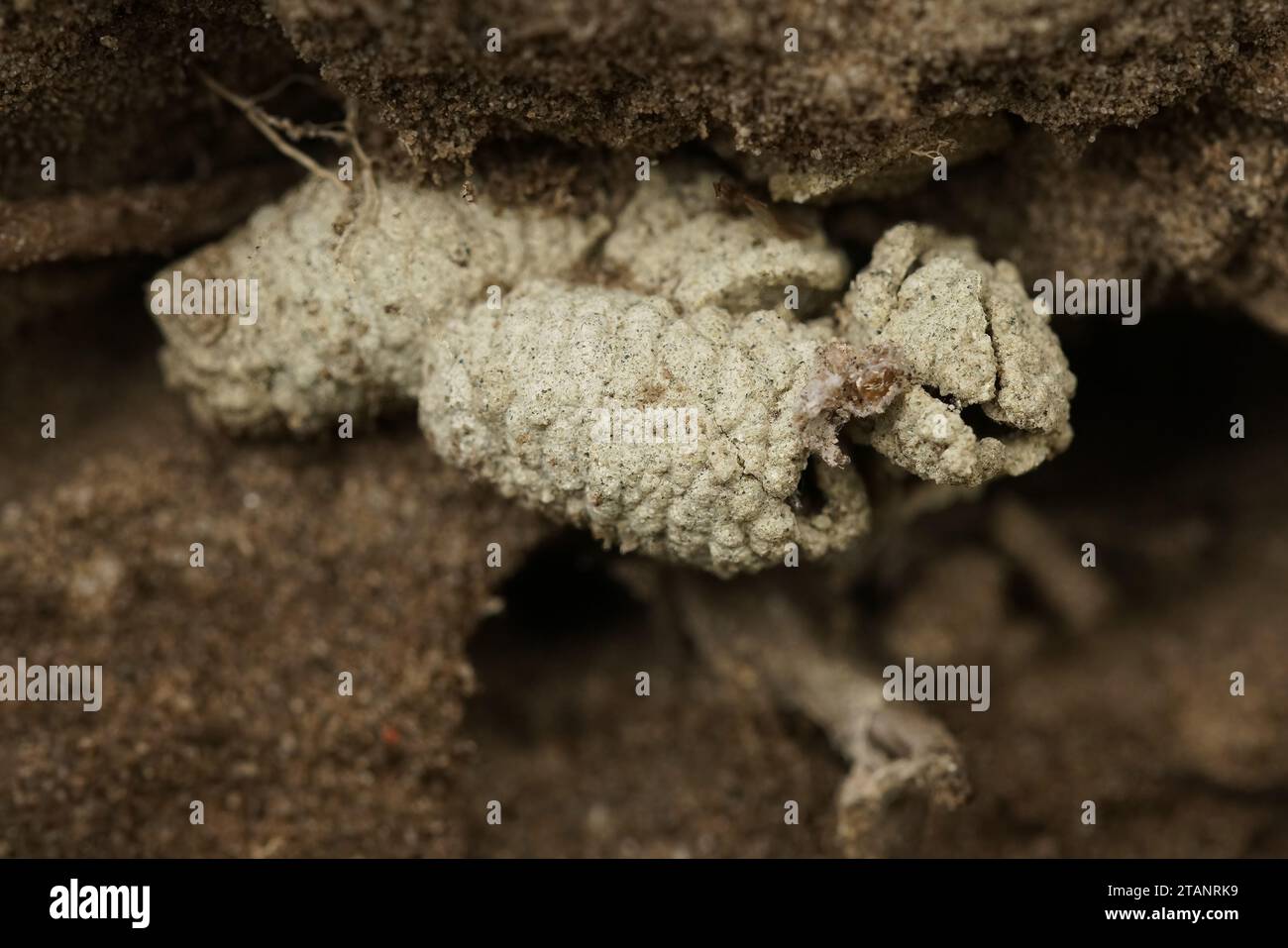 Natürliche Nahaufnahme von Überresten einer sonst unterirdischen Clarkes Bergbaubiene, Andrena Clarkella, Nestkokons Stockfoto