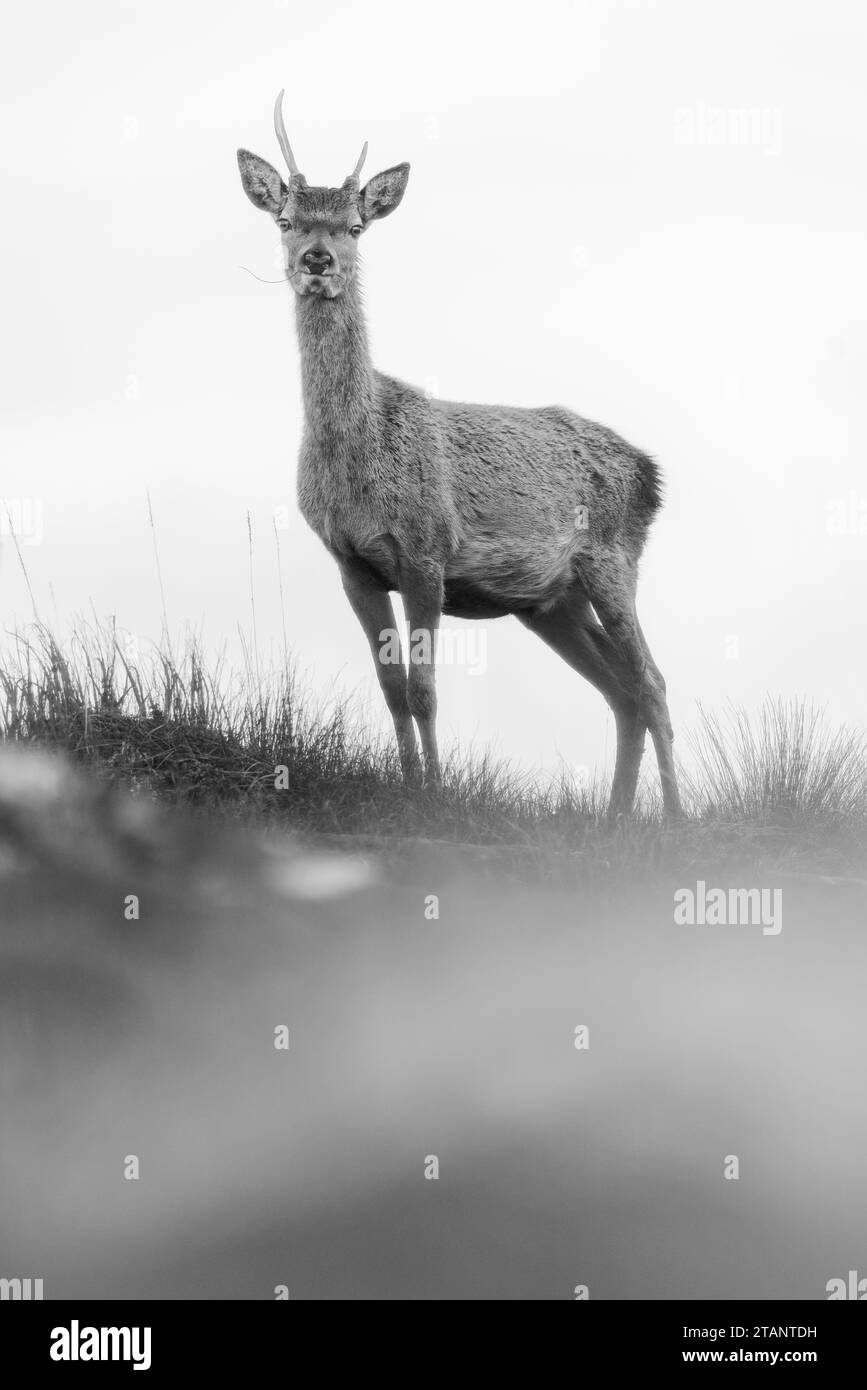 Rothirsch in den schottischen Highlands. Stockfoto