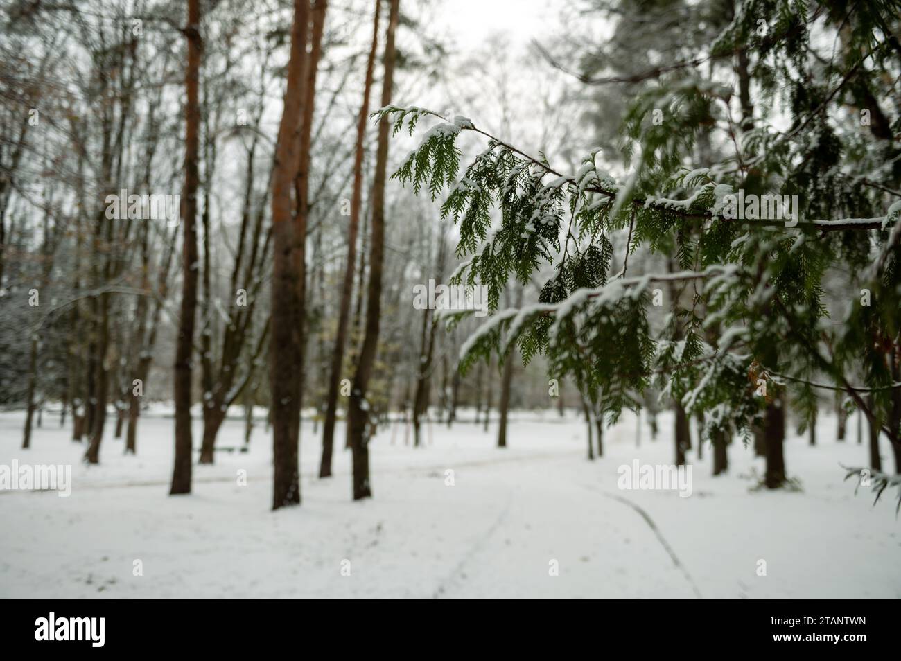 Baumzweig bedeckt mit Schnee. Im Winter verschneite Parks oder Wälder. Stockfoto