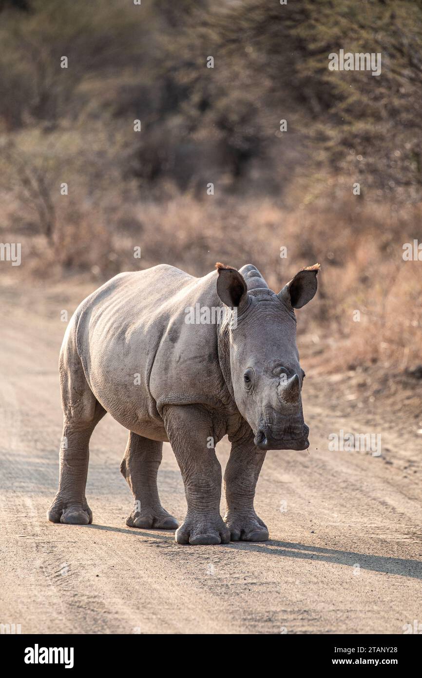 afrikanische Tierwelt Stockfoto