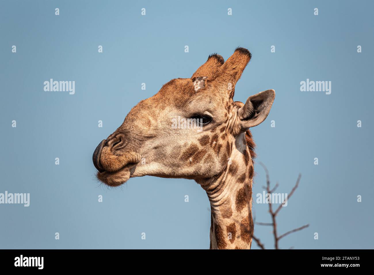 Verwundete Giraffenköpfe aus der Nähe in Südafrika Stockfoto