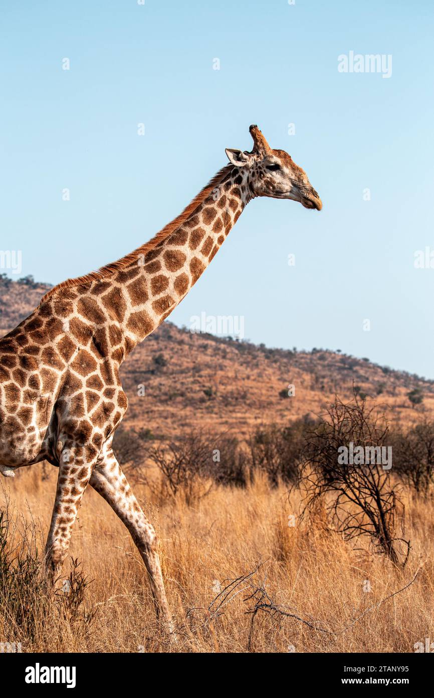 Majestätische Giraffe in Südafrika Stockfoto