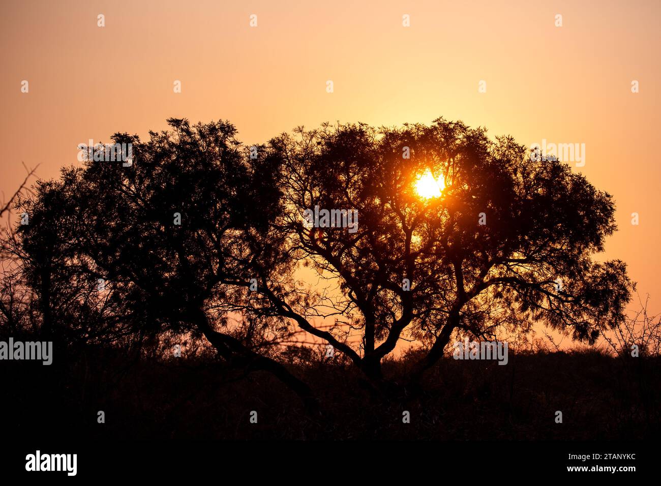 Friedlicher Sonnenuntergang in Botswana Stockfoto