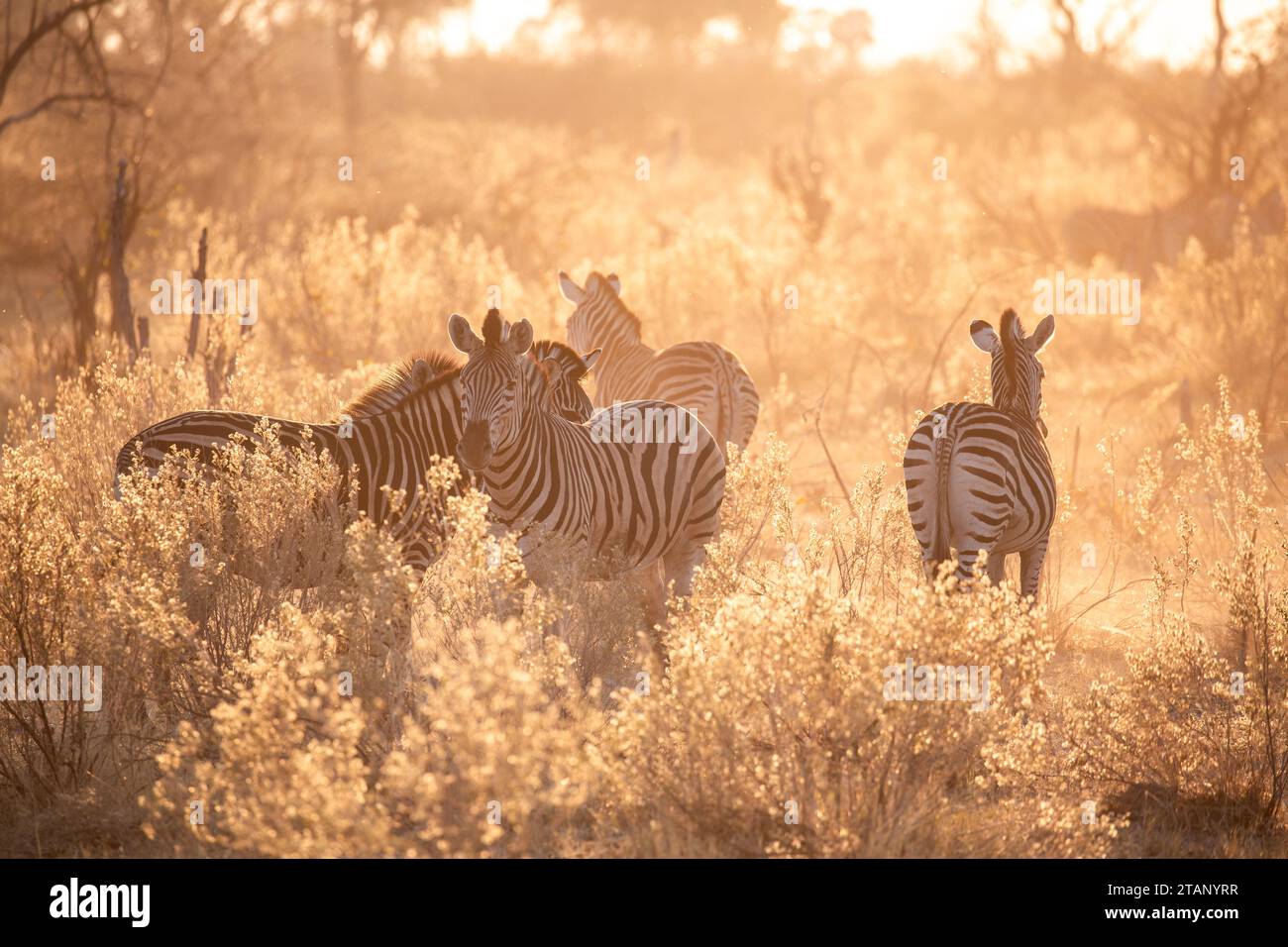 Zebras im wunderbaren Sonnenuntergangslicht Stockfoto