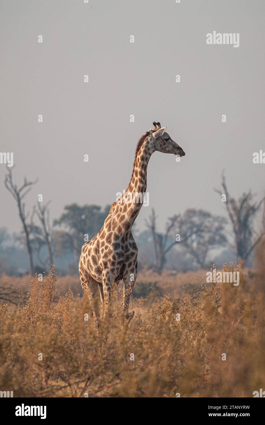 afrikanische Tierwelt Stockfoto