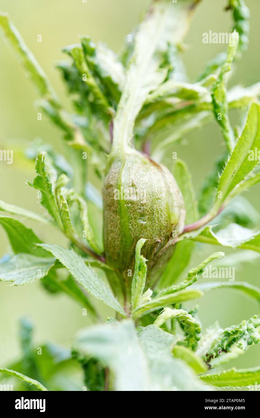 Kanadische Mariendistel Gall Fly (Urophora cardui) Stockfoto