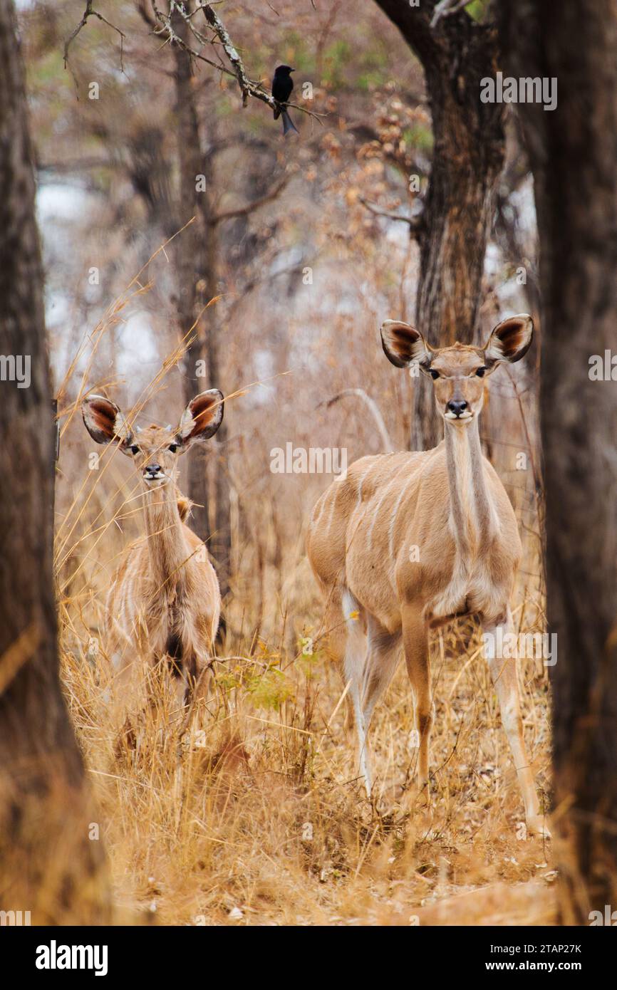 Eine größere Kudu Mutter und Kalb im Kruger-Nationalpark, Südafrika. Ein Drongo sitzt auf einem Zweig im Hintergrund. Stockfoto