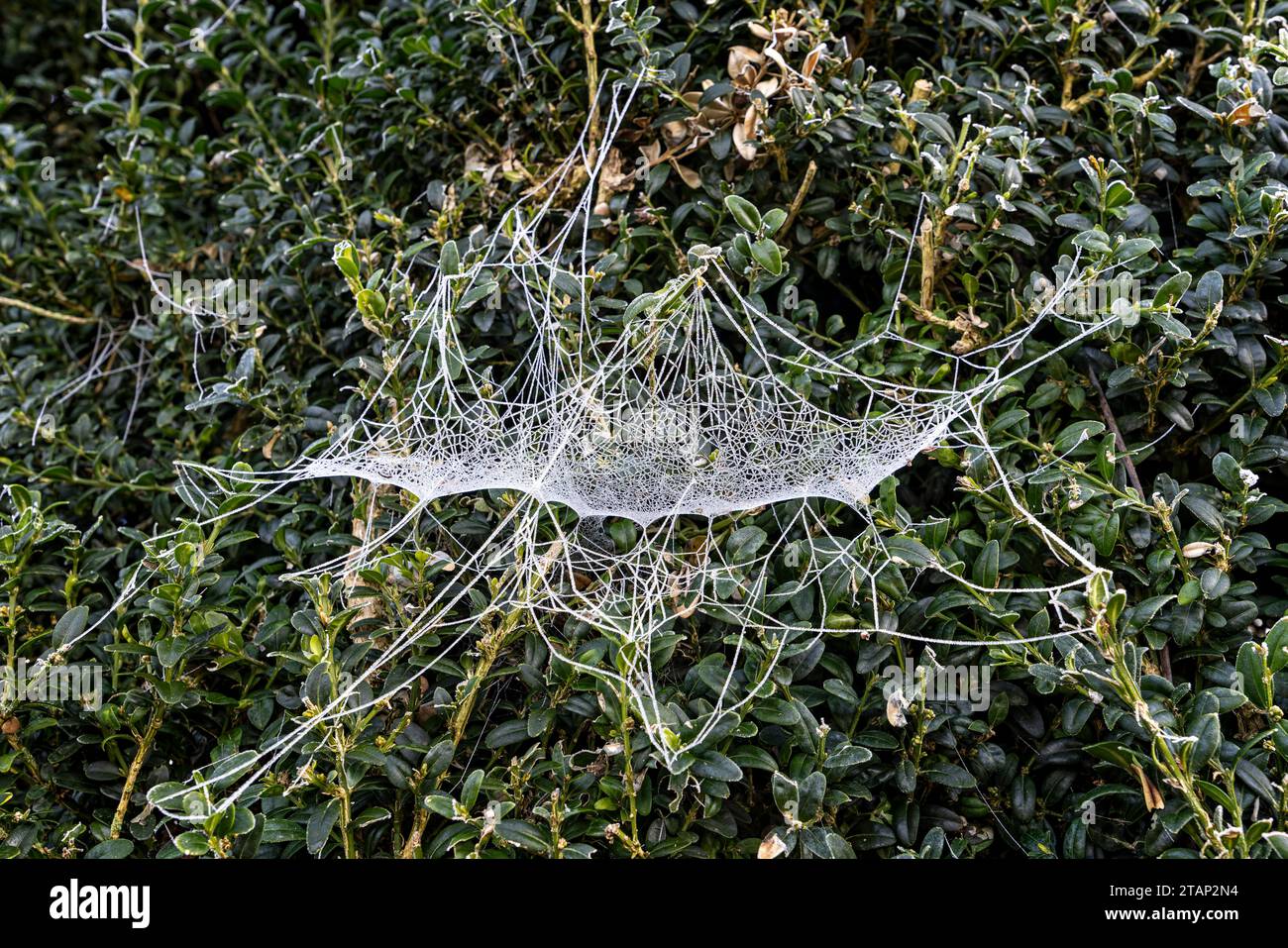 Ungewöhnliches Spinnennetz, bedeckt mit hoareeist in Form eines wikingerschiffs Stockfoto