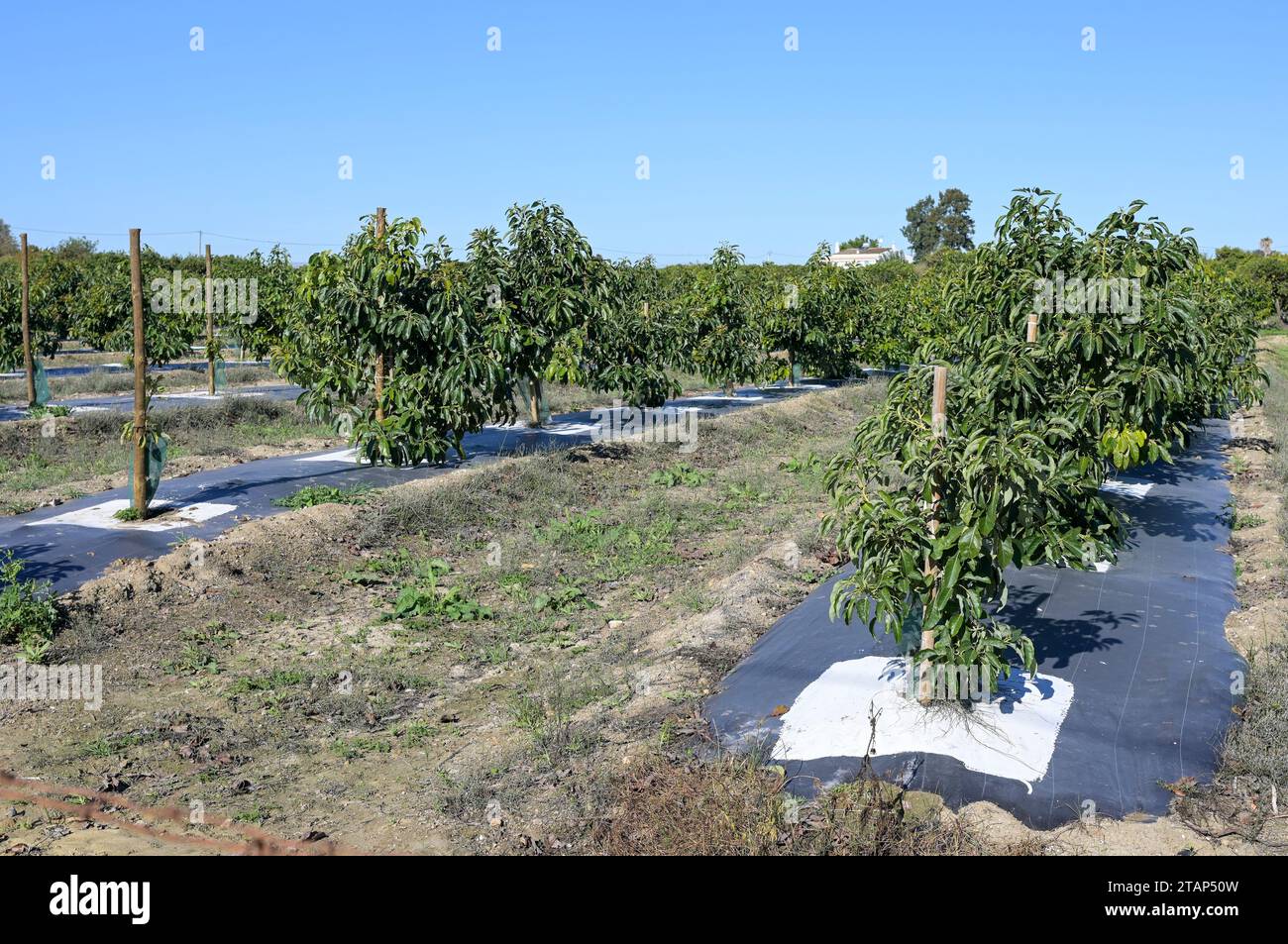 PORTUGAL, Algarve, Luz de Tavira, Avocado-Baumplantage mit Tropfbewässerung, Avocado-Landwirtschaft benötigt viel Wasser für die Bewässerung / Avocado Anbau mit Tröpfchenbewässerung , für die Bewaesserung wird viel Wasser verbraucht Stockfoto