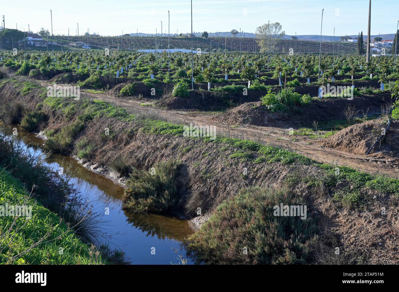 PORTUGAL, Algarve, Lagos, Avocado-Baumplantage mit Tropf- und Regenerationsbewässerung, Avocado-Landwirtschaft benötigt viel Wasser für die Bewässerung / Avocado Anbau mit Sprenger- und Tröpfchenbewässerung , für die Bewaesserung wird viel Wasser verbraucht Stockfoto