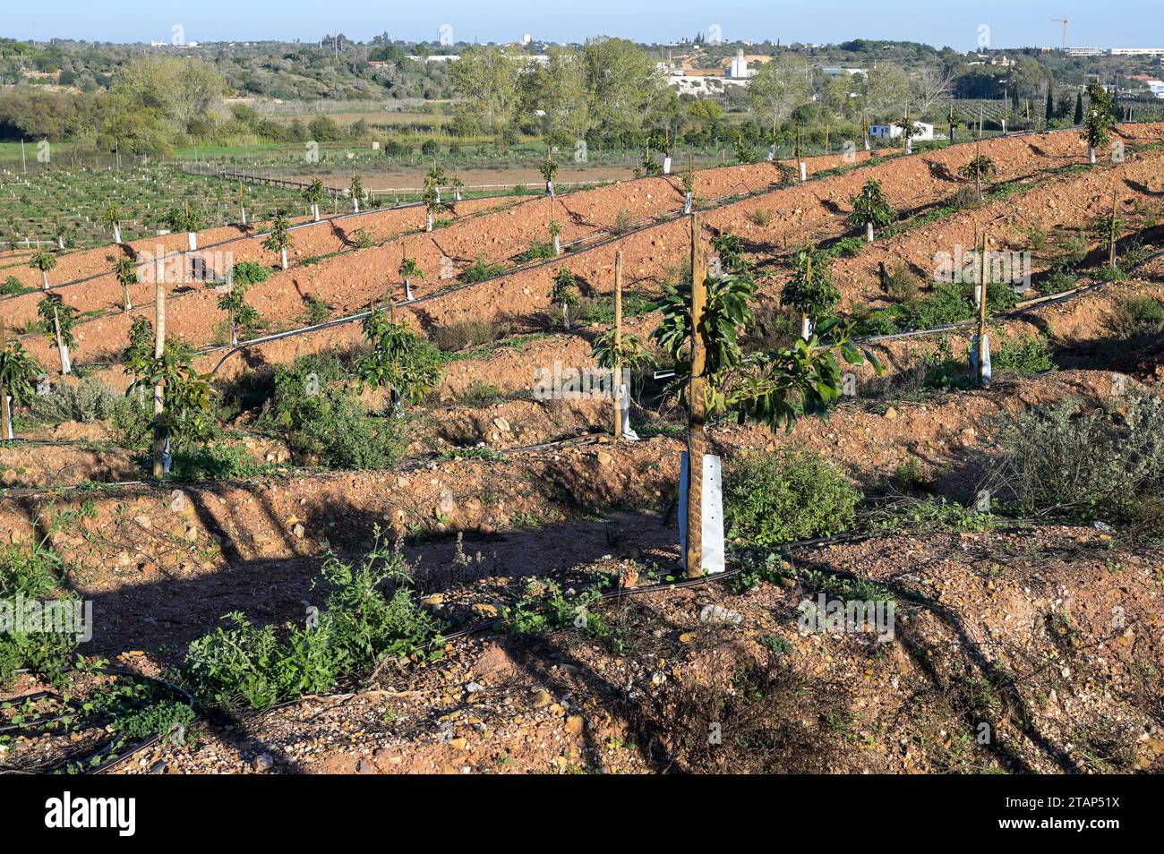 PORTUGAL, Algarve, Lagos, Avocado-Baumplantage mit Tropfbewässerung, Avocado-Landwirtschaft benötigt viel Wasser für die Bewässerung / Avocado Anbau mit Tröpfchenbewässerung , fuer die Bewaesserung wird viel Wasser verbraucht Stockfoto