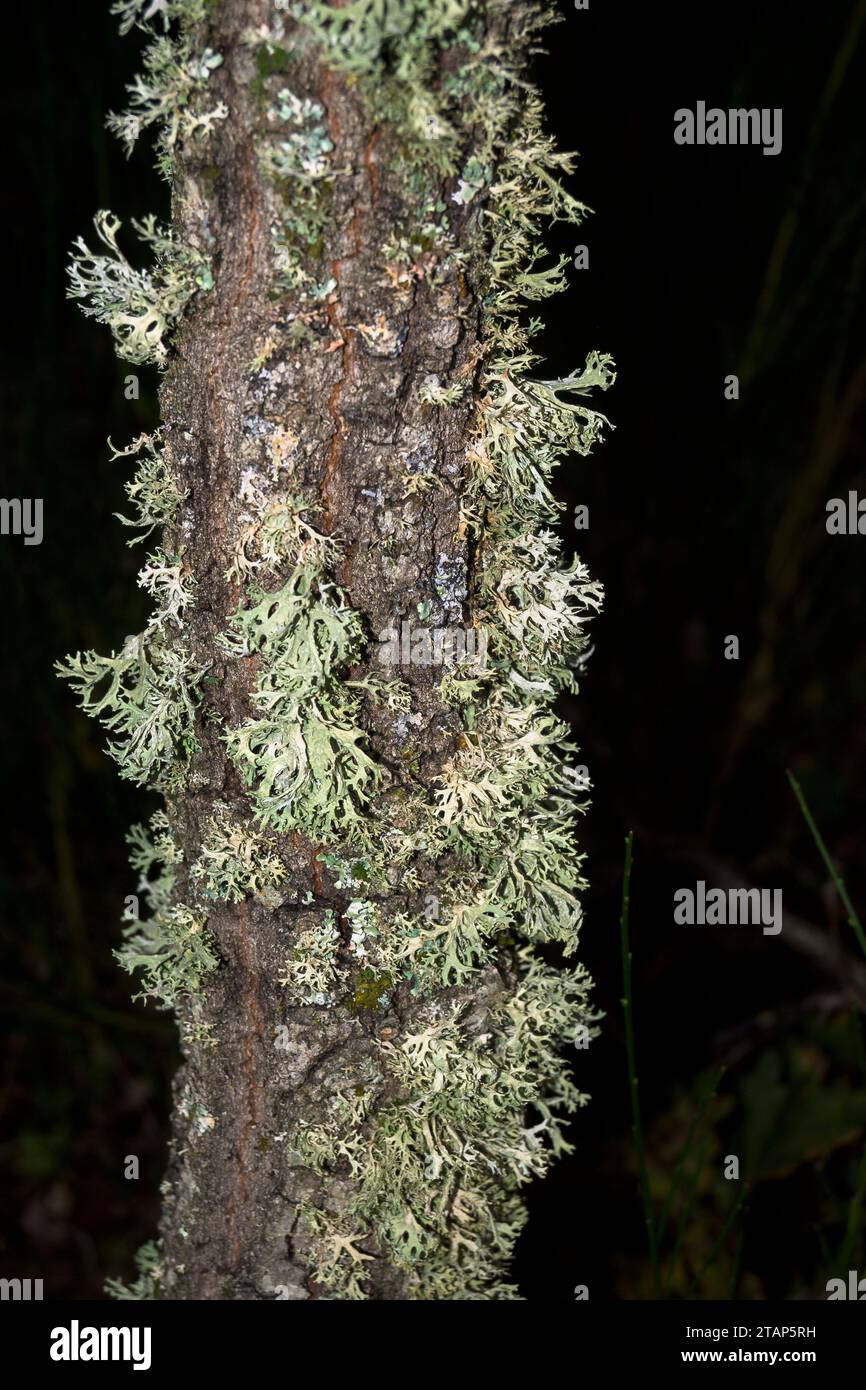 Grüne Flechten auf Stammsymbiose im Herbst senkrecht mit dunklem Hintergrund Stockfoto