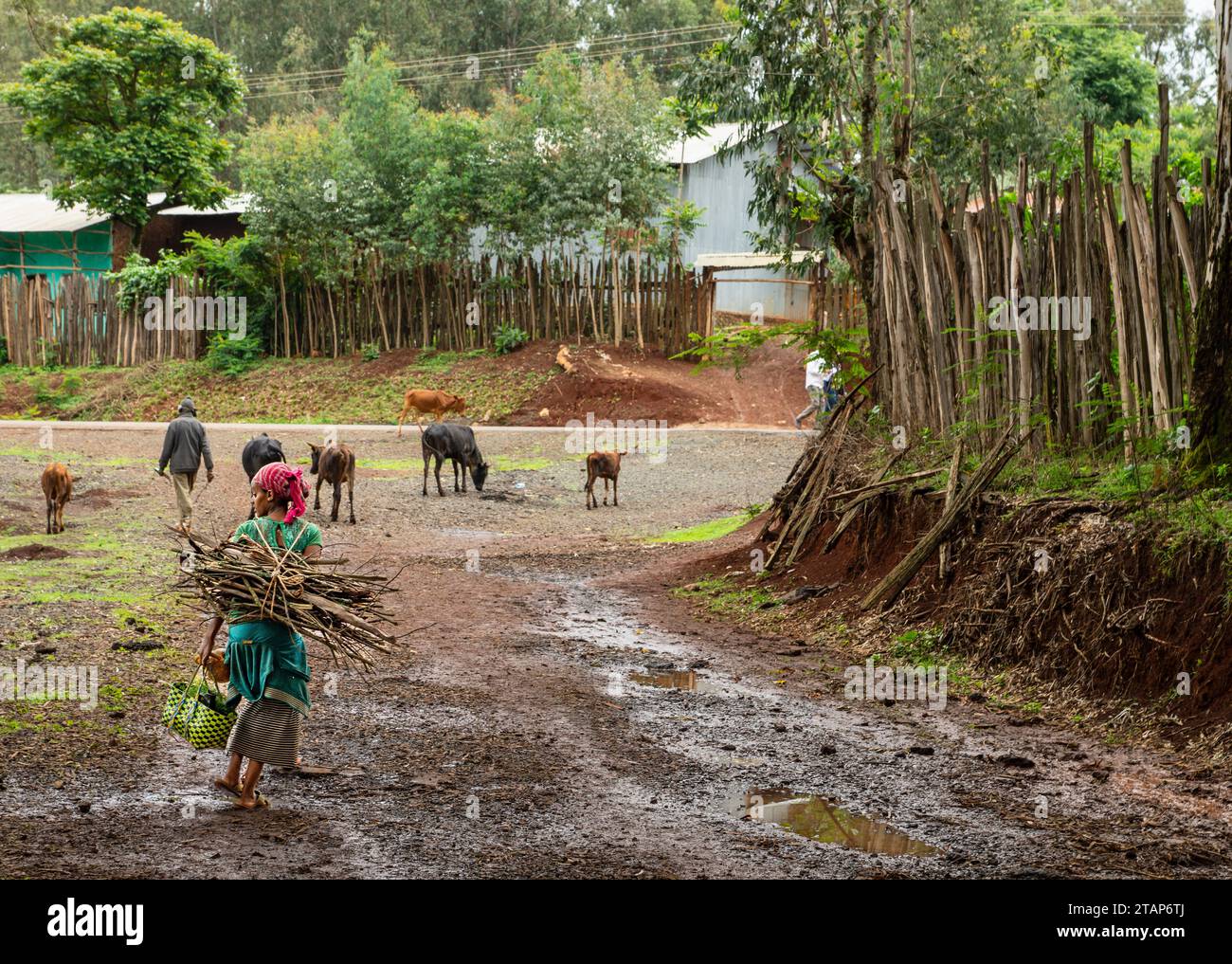 Eine Frau mit Brennholz in einem ländlichen Teil Äthiopiens Stockfoto