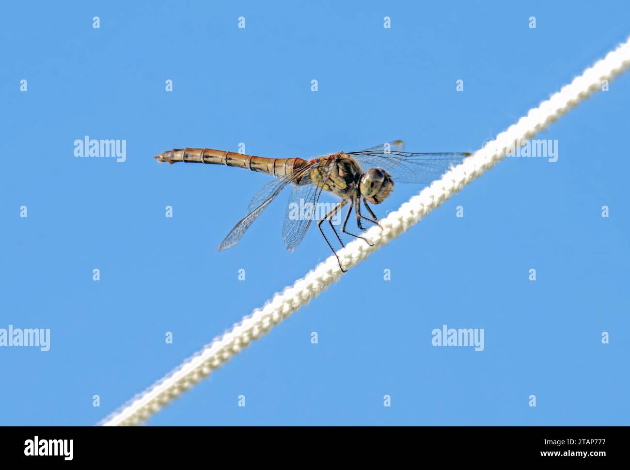 Libelle auf Wäscheleine Stockfoto