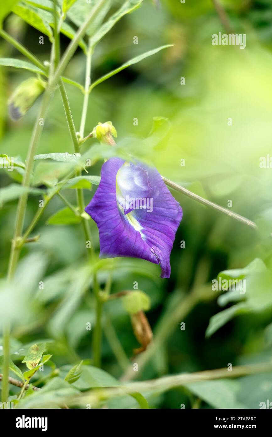 Schmetterlingserbsen sind eine Blume, die zum Kochen beliebt ist. In der Regel wird Farbe verwendet. Von den Blumen zum Mischen und Verschenken von Snacks oder Essen. Stockfoto