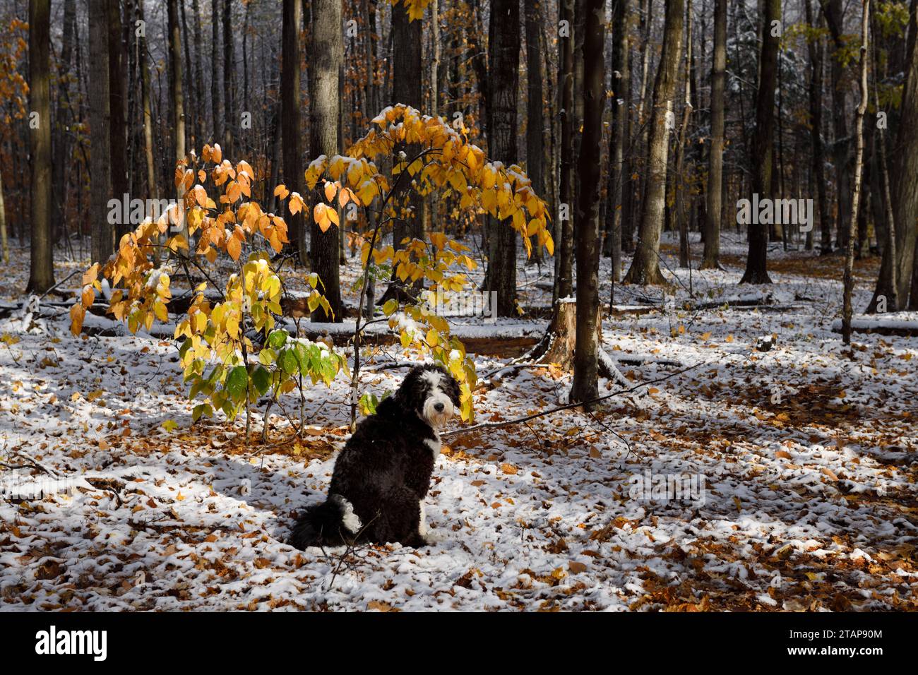 Bernedoodle Welpe sitzt in der Morgensonne nach einem frühen Schneefall in einem Herbstwald mit gefallenen Blättern auf Schnee Stockfoto