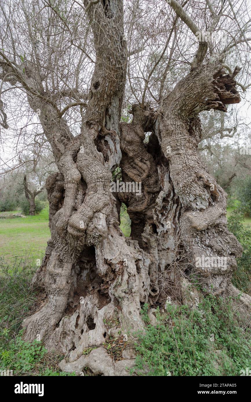Xylella fastidiosa -Fotos und -Bildmaterial in hoher Auflsung  Alamy