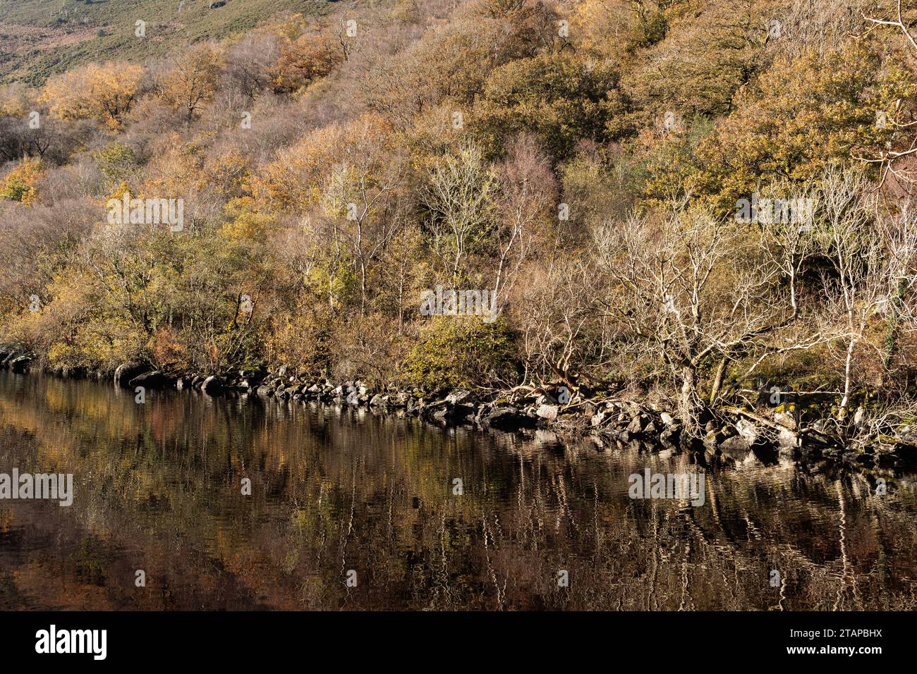Llyn Crafnant im Herbst, Snowdonia Eryri National Park, Nordwales Stockfoto
