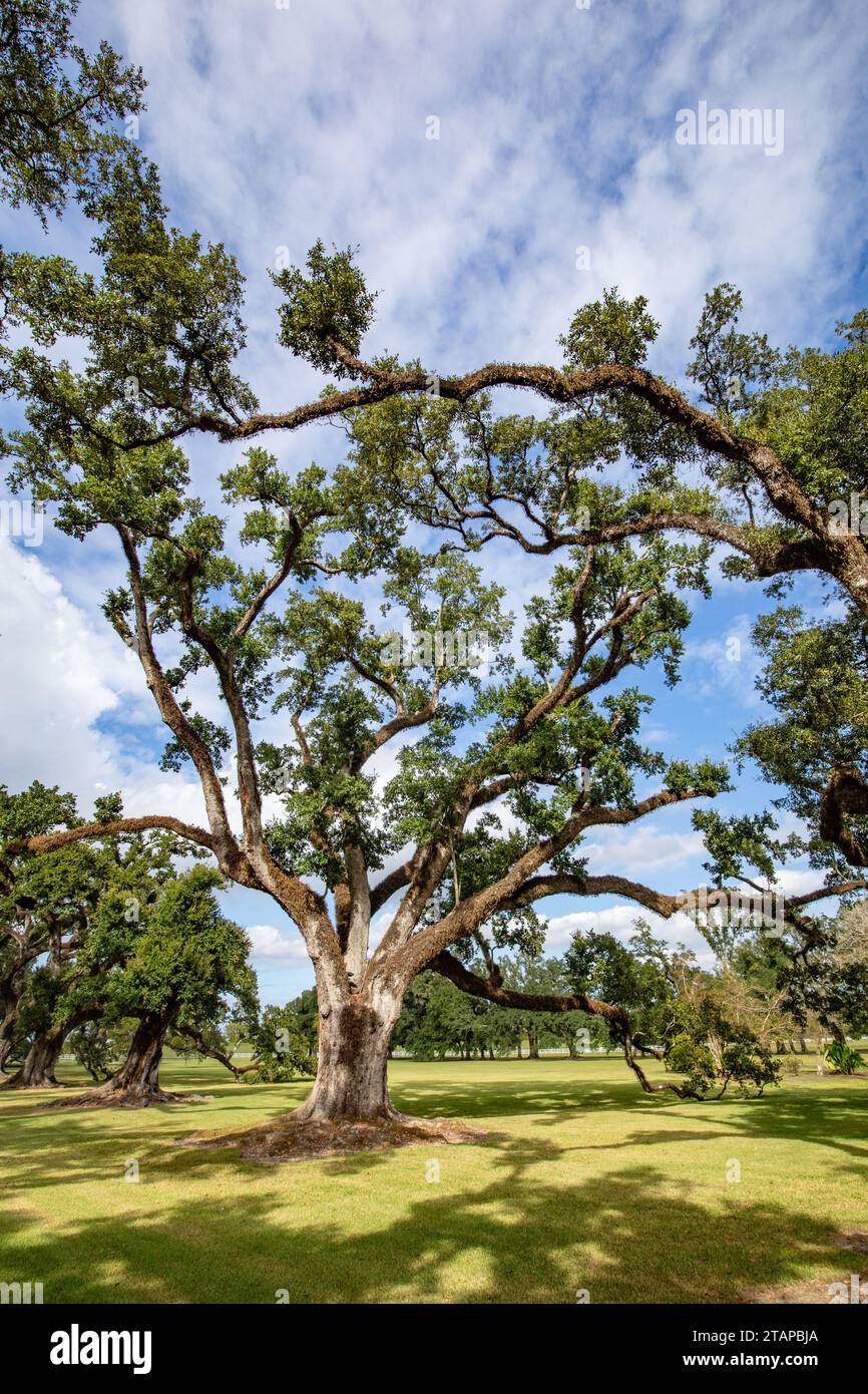 Malerische Eichenallee im südlichen Plantagenhaus aus der Zeit der Sklaverei in Louisiana, USA Stockfoto