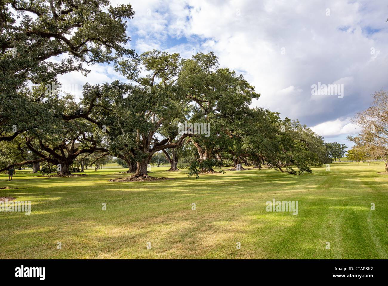 Malerische Eichenallee im südlichen Plantagenhaus aus der Zeit der Sklaverei in Louisiana, USA Stockfoto