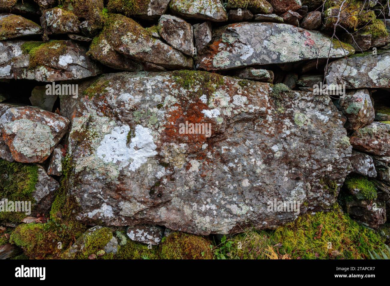 Trockenmauer und Moos, Snowdonia, Nordwales Stockfoto