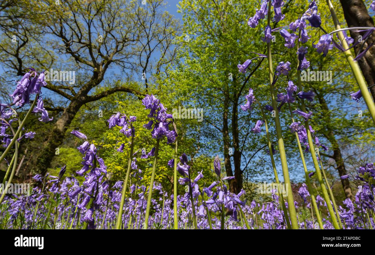 Bluebells Hyacinthoides non-scripta, blühend im Wald, North Yorkshire, Mai Stockfoto