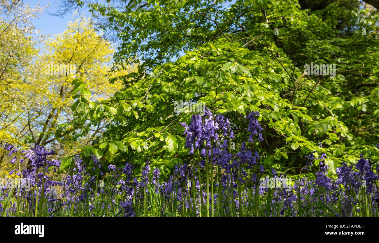 Bluebells Hyacinthoides non-scripta, blühend im Wald, North Yorkshire, Mai Stockfoto