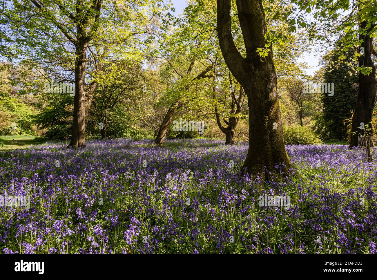 Bluebells Hyacinthoides non-scripta, blühend im Wald, North Yorkshire, Mai Stockfoto