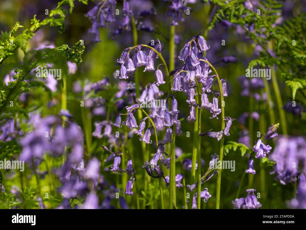 Bluebells Hyacinthoides non-scripta, blühend im Wald, North Yorkshire, Mai Stockfoto