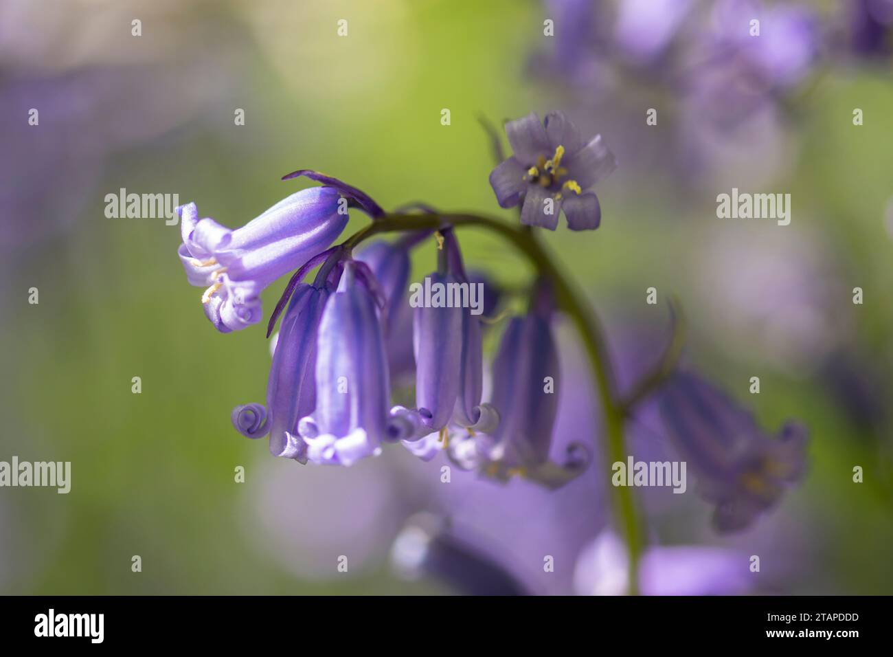 Bluebells Hyacinthoides non-scripta, blühend im Wald, Nahaufnahme, North Yorkshire, Mai Stockfoto