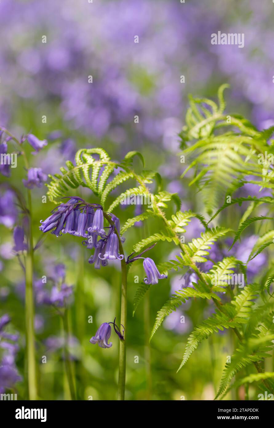 Bluebells Hyacinthoides non-scripta, blühend im Wald mit Farnen, North Yorkshire, Mai Stockfoto