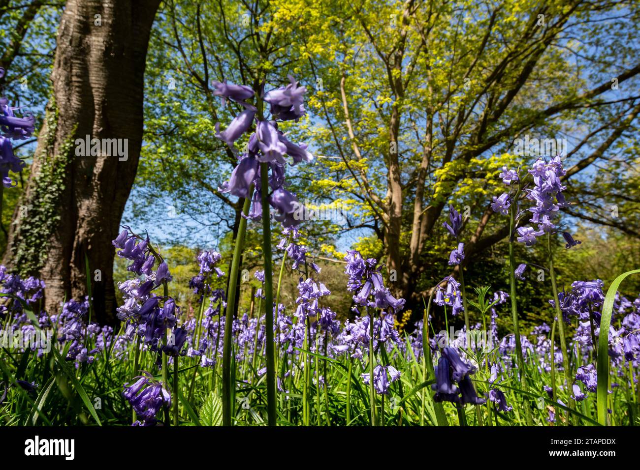 Bluebells Hyacinthoides non-scripta, blühend im Wald, North Yorkshire, Mai Stockfoto