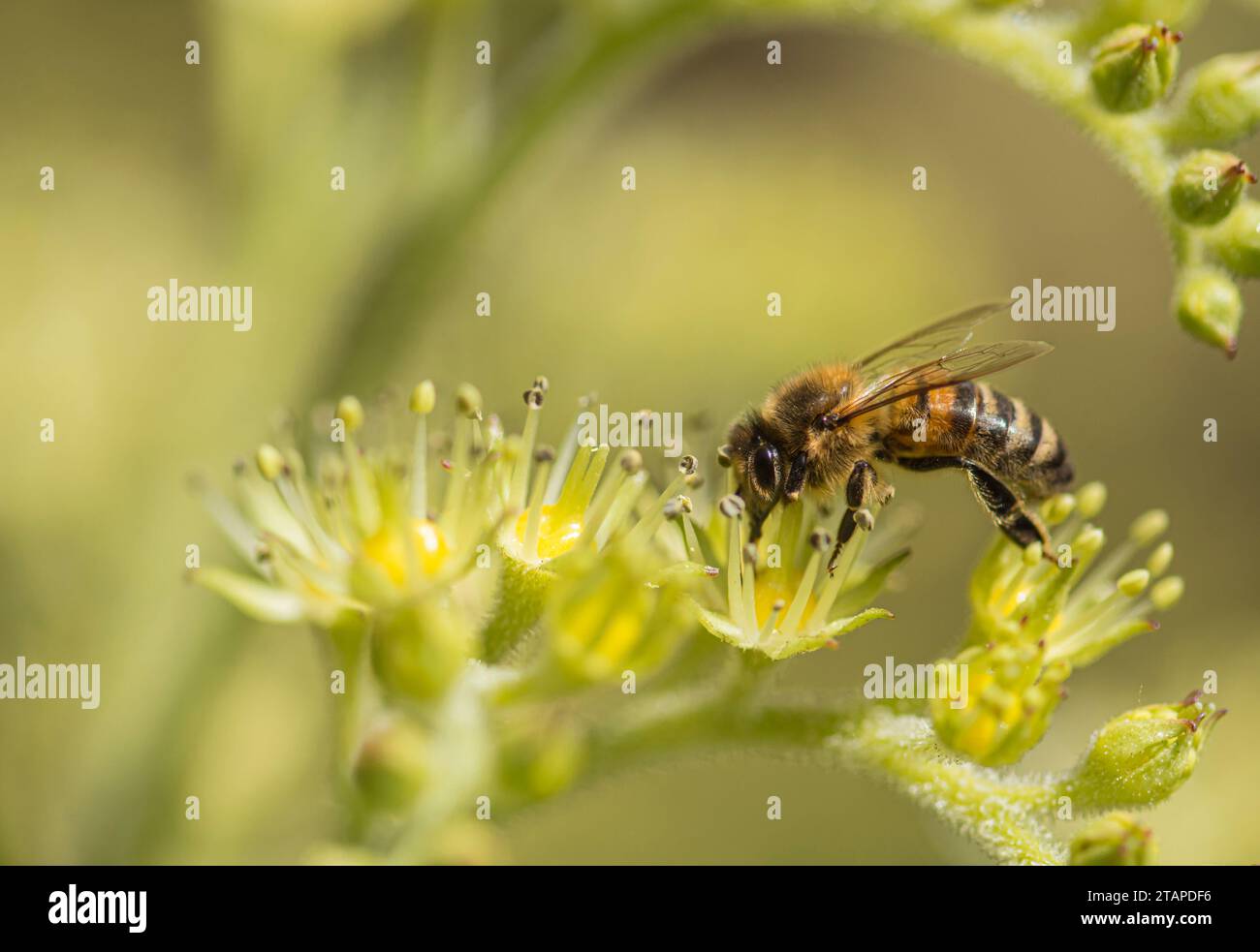 Honigbiene APIs melifera, ernährt sich von einem Blumenkopf im Garten, Juli Stockfoto
