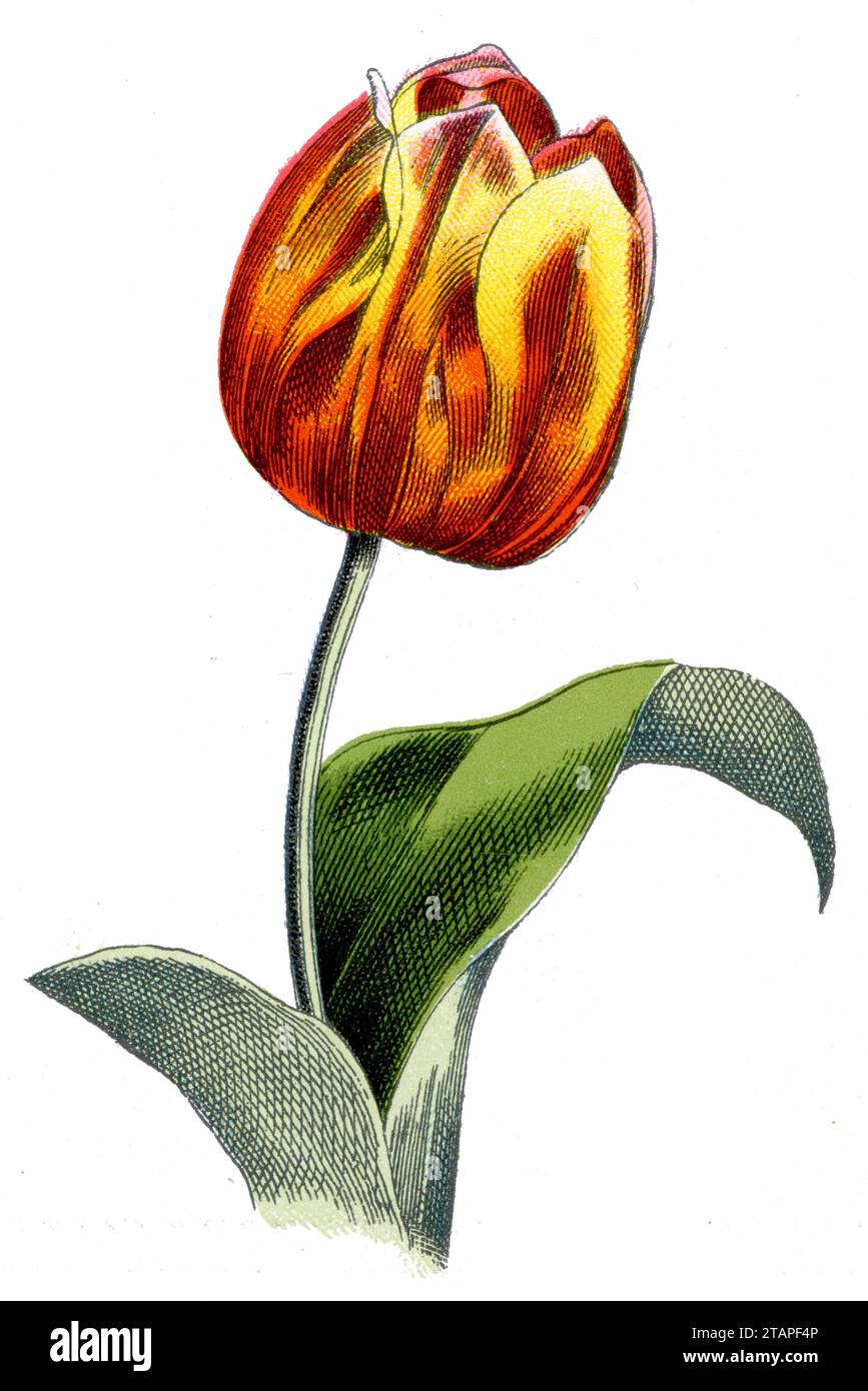 Didier's Tulpe oder Garden Tulpe Tulipa gesneriana, (Botanik Buch, 1909), Tulpe Stockfoto
