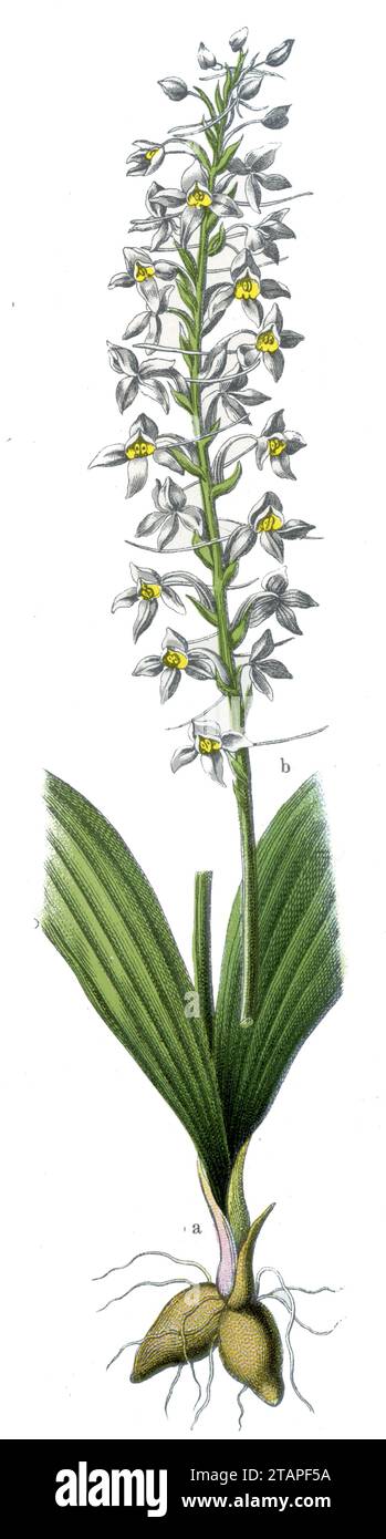 Kleiner Schmetterling-Orchidee Platanthera bifolia, (Botanik-Buch, 1909), Zweiblättrige Waldhyazinthe Stockfoto