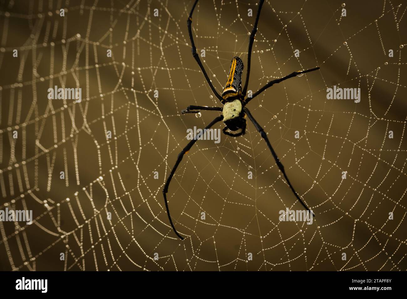 Große weibliche goldene Seidenspinne und ihr Netz. Stockfoto