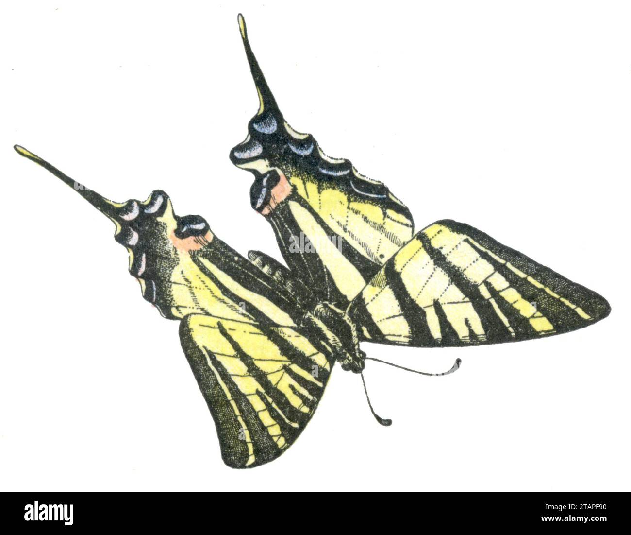 Old World Swallowtail Papilio machaon, Millot, Adolphe (1857-1921) (Enzyklopädie, 1910), Schwalbenschwanz Stockfoto