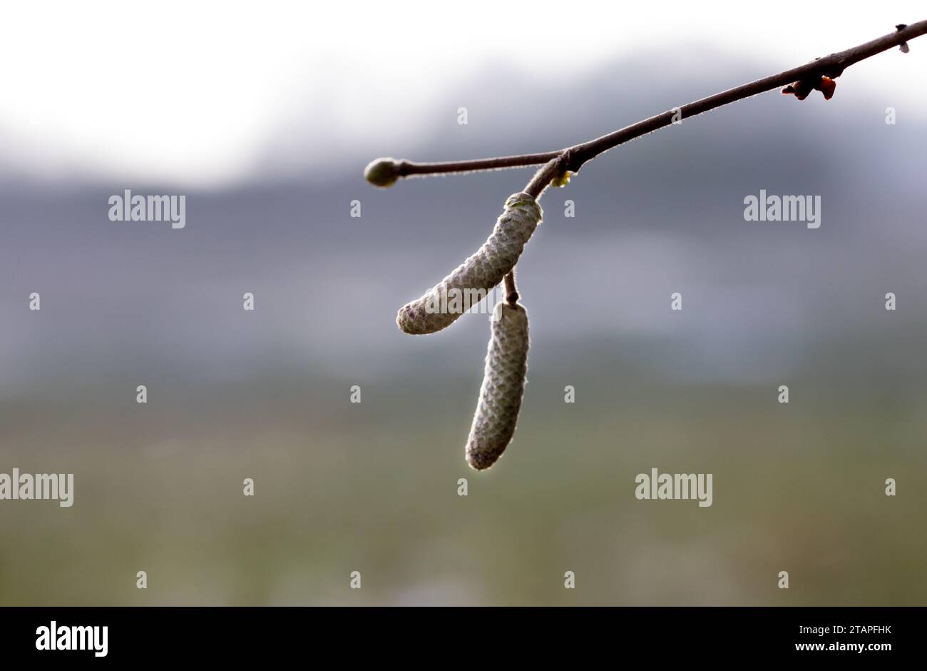 Haselstrauch im Winter Stockfoto