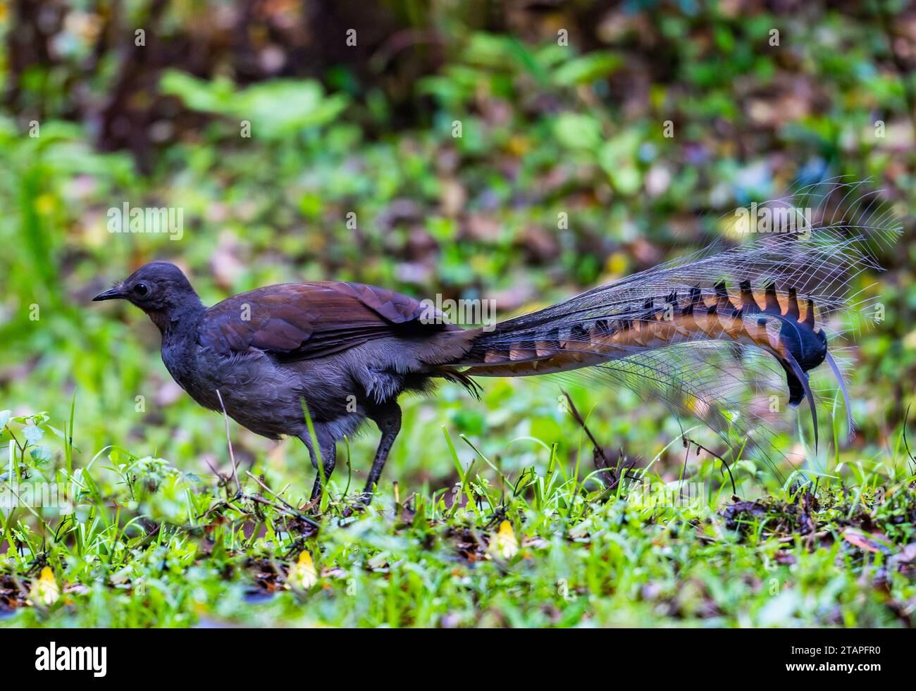 Ein vorzüglicher männlicher Lyrebird (Menura novaehollandiae) mit schickem langem Schwanz, der auf dem Feld auf Nahrungssuche ist. Budderoo National Park, New South Wales, Australien. Stockfoto